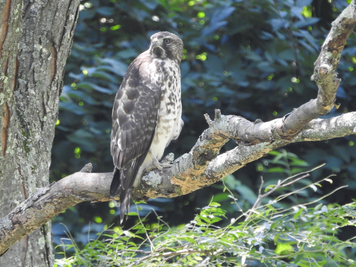 Red-shouldered Hawk - ML638557999
