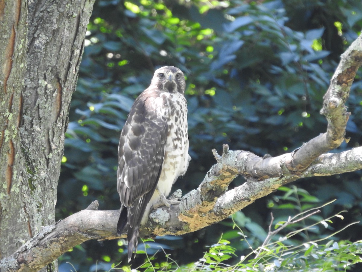 Red-shouldered Hawk - ML638558000