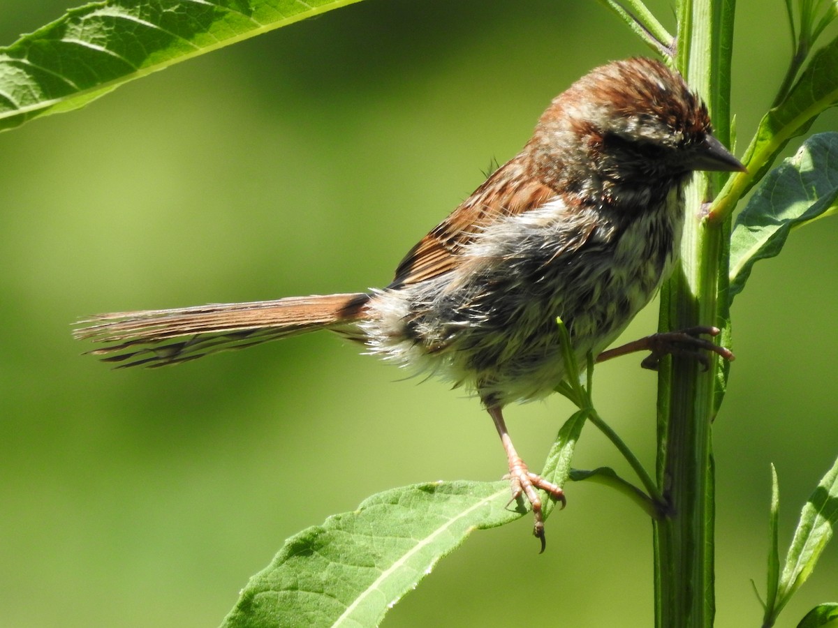 Song Sparrow - ML638558019