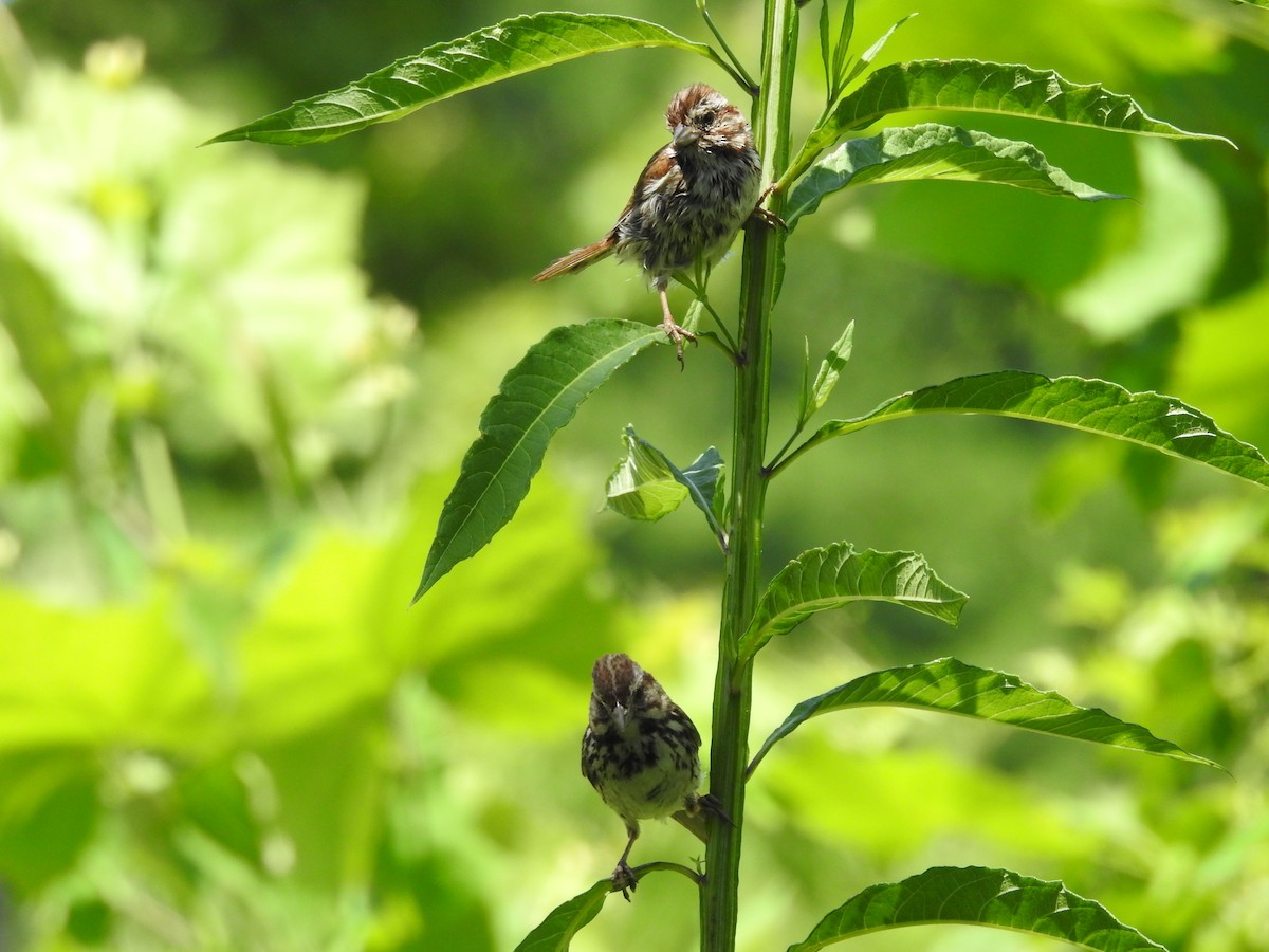 Song Sparrow - ML638558021