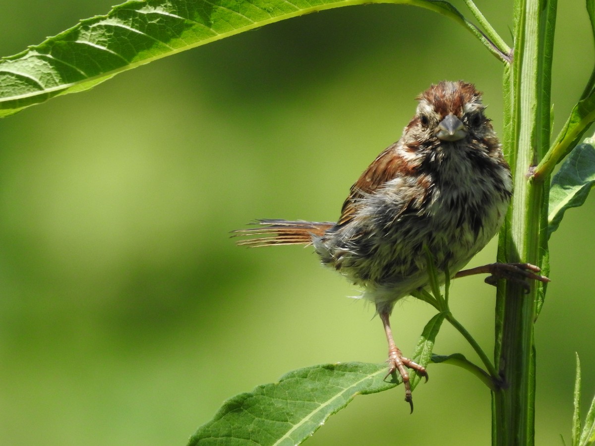 Song Sparrow - ML638558022