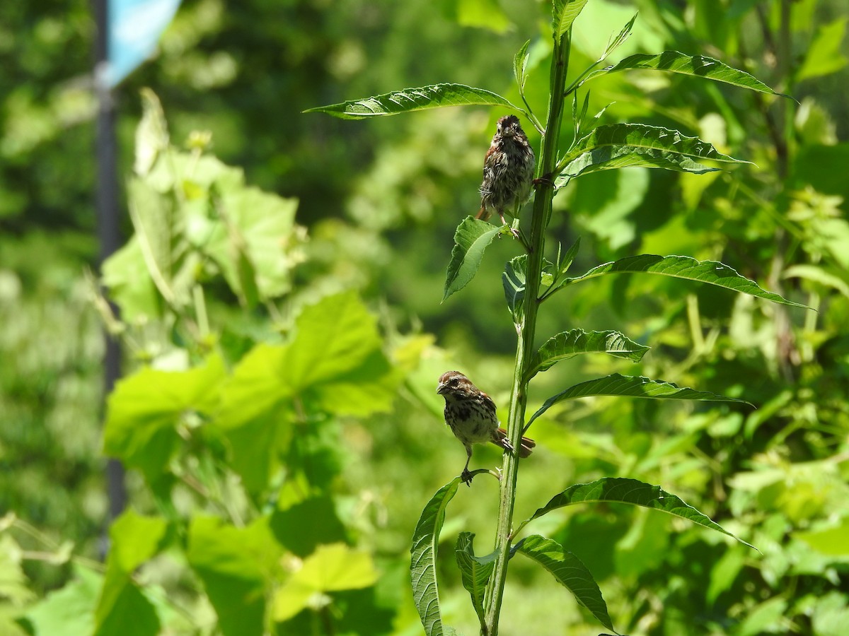 Song Sparrow - ML638558023