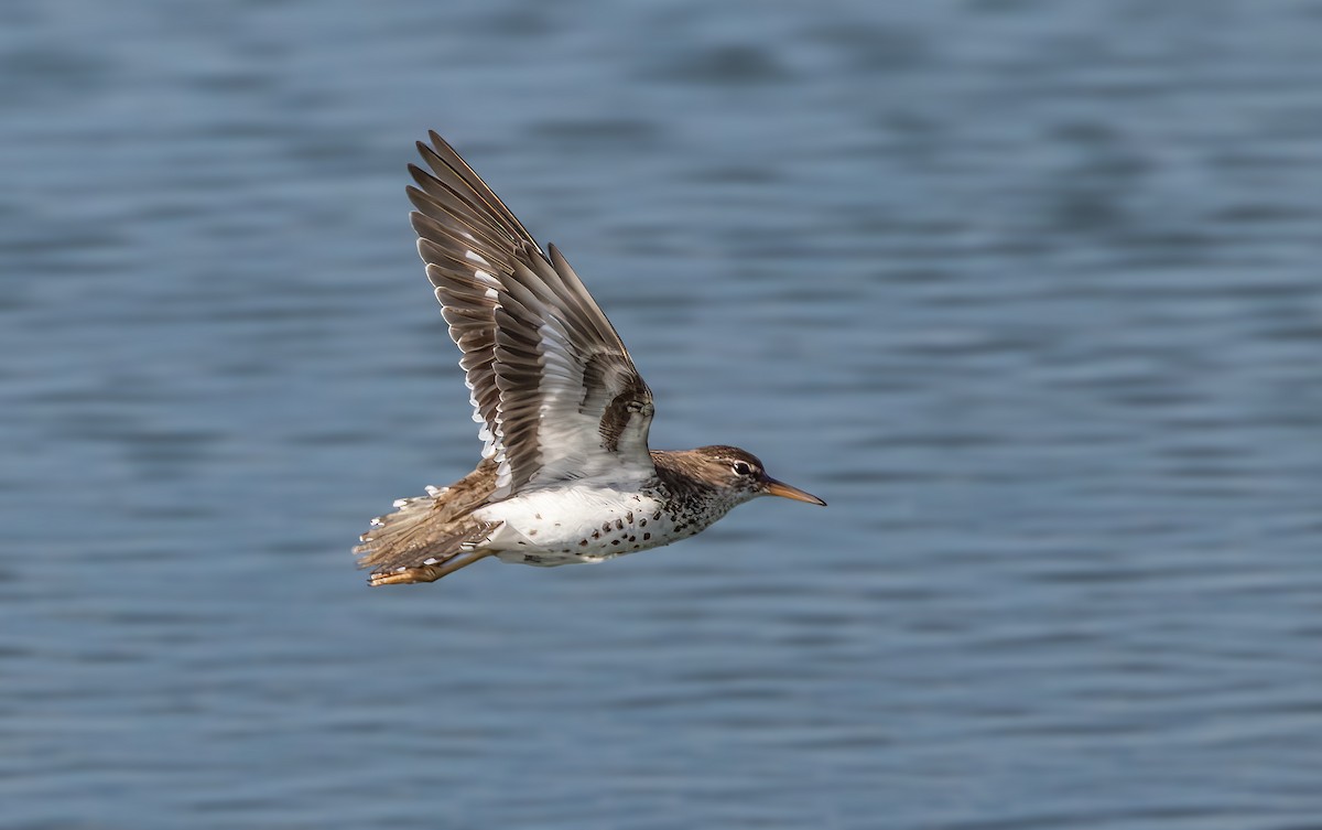 Spotted Sandpiper - ML638558025