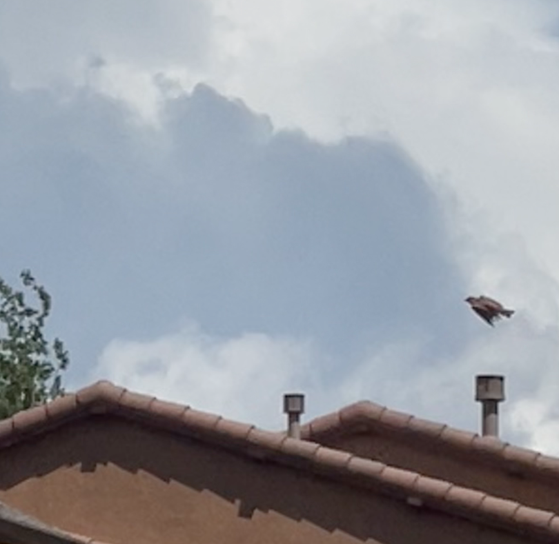 House Finch - ML638558036