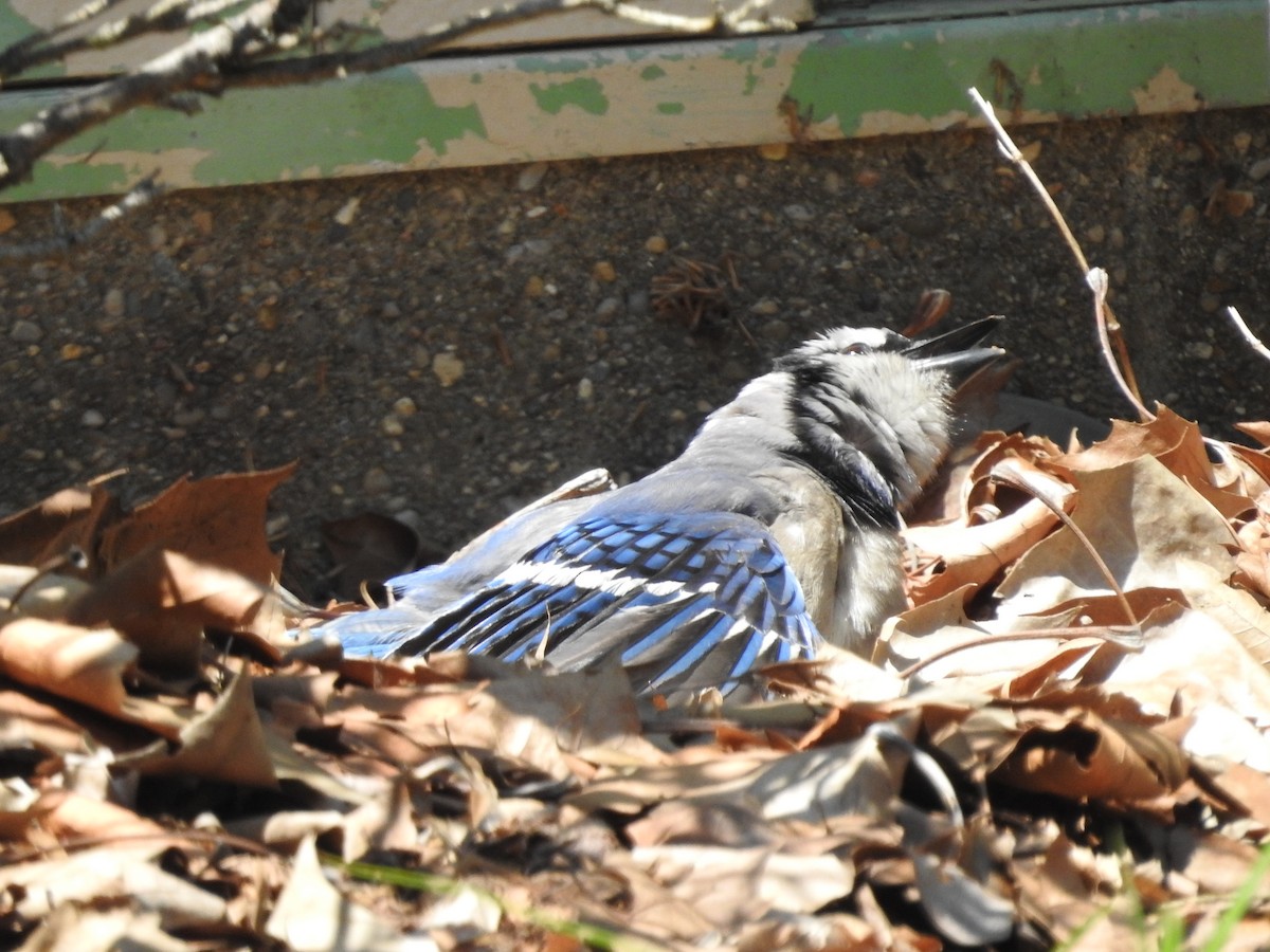 Blue Jay - ML638558068