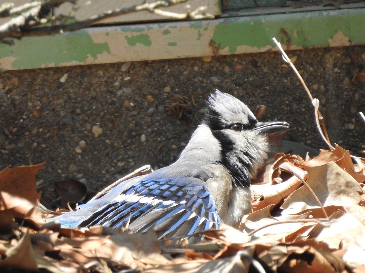 Blue Jay - ML638558069