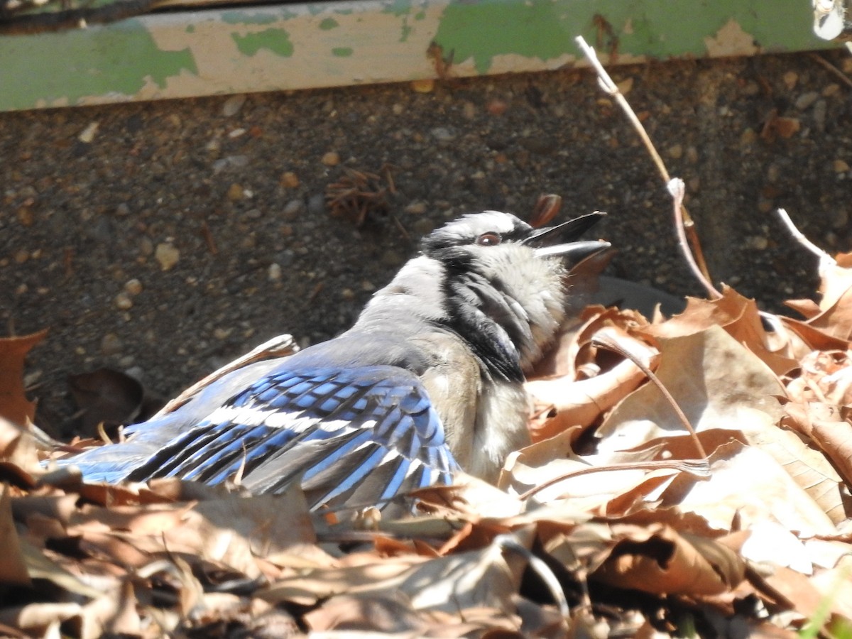 Blue Jay - ML638558071