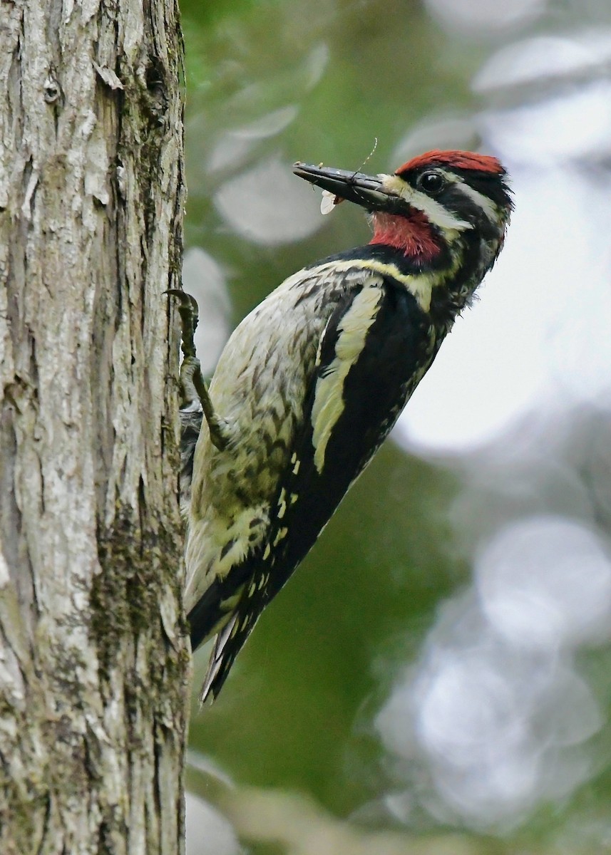 Yellow-bellied Sapsucker - ML638558073