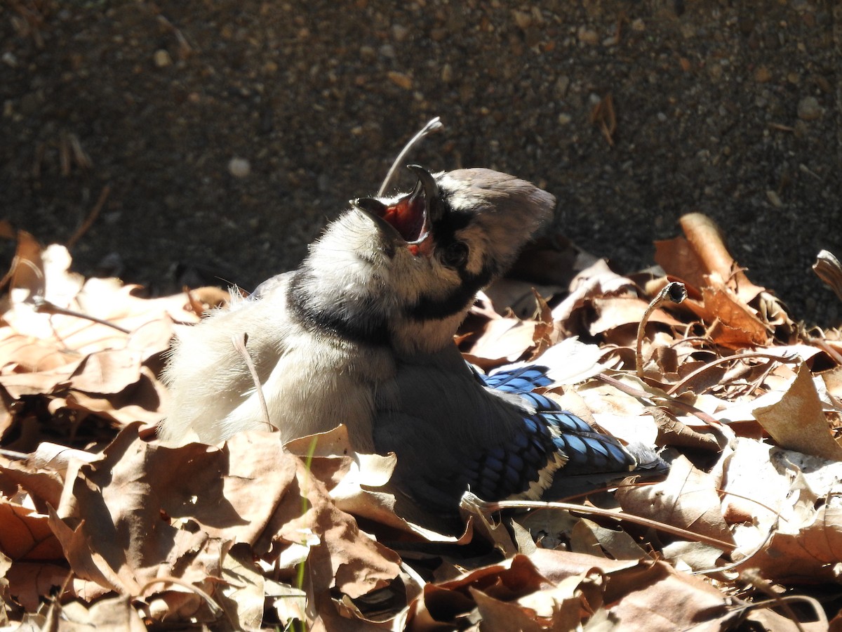 Blue Jay - ML638558074