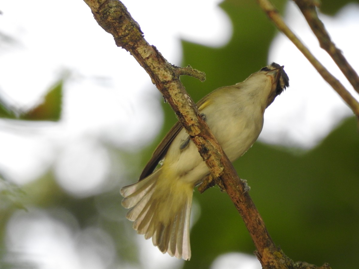 Red-eyed Vireo - ML638558083