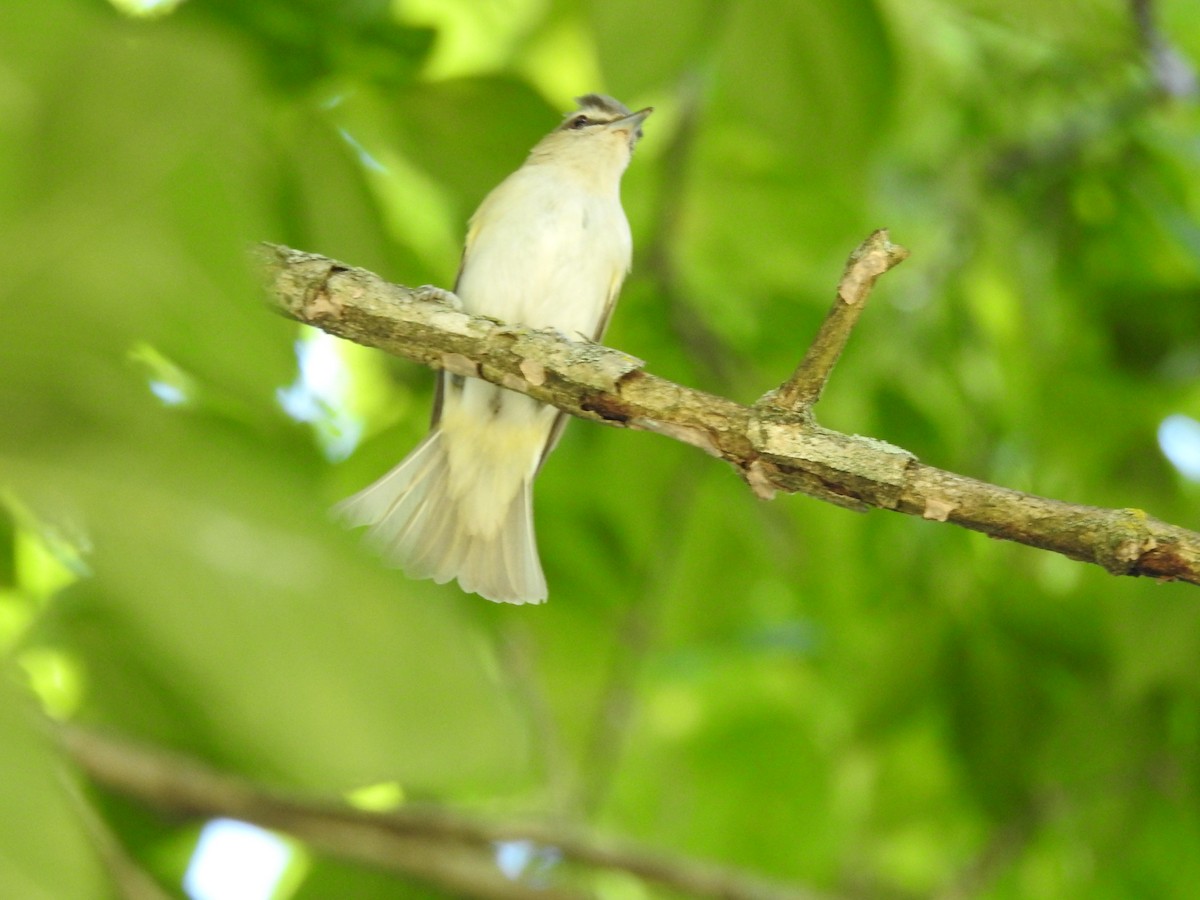 Red-eyed Vireo - ML638558084