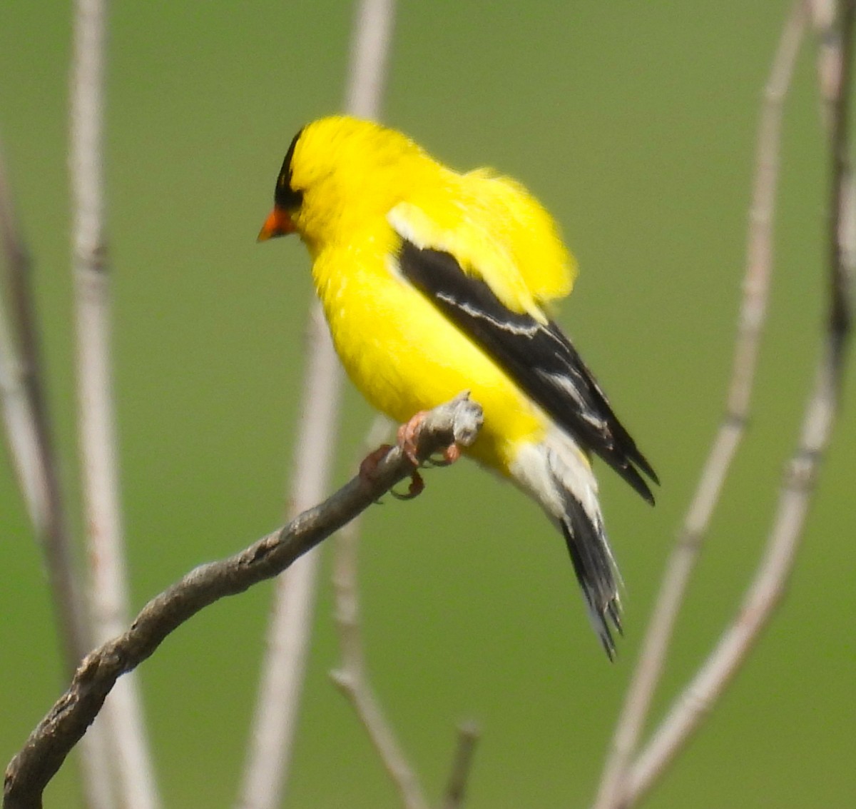 American Goldfinch - ML638558090