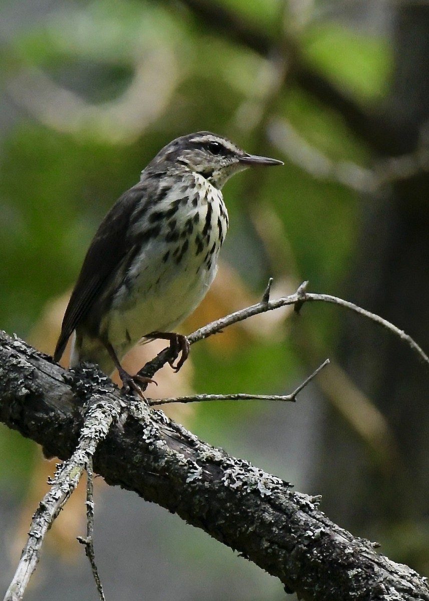 Northern Waterthrush - ML638558096