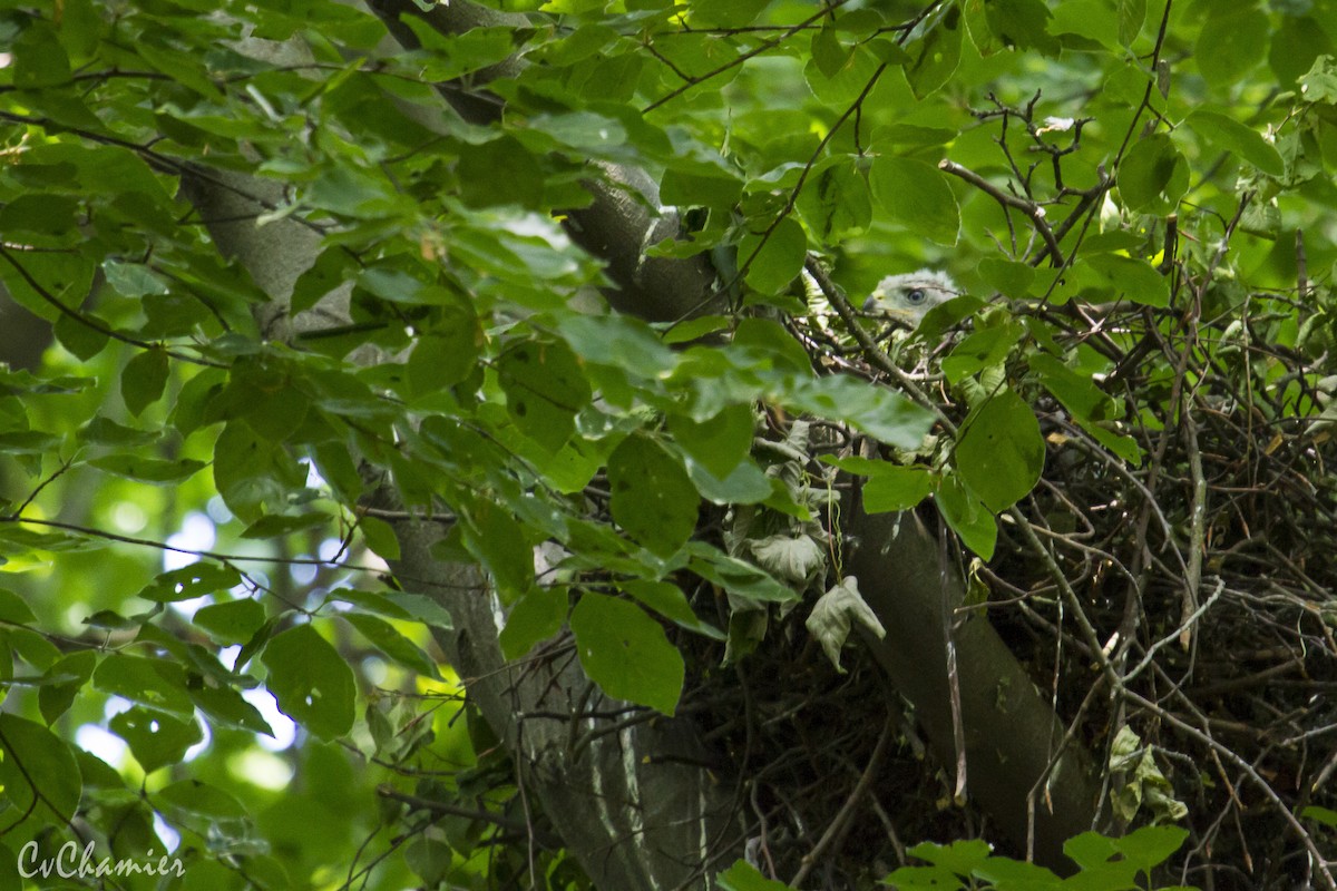 Eurasian Goshawk - ML638558105