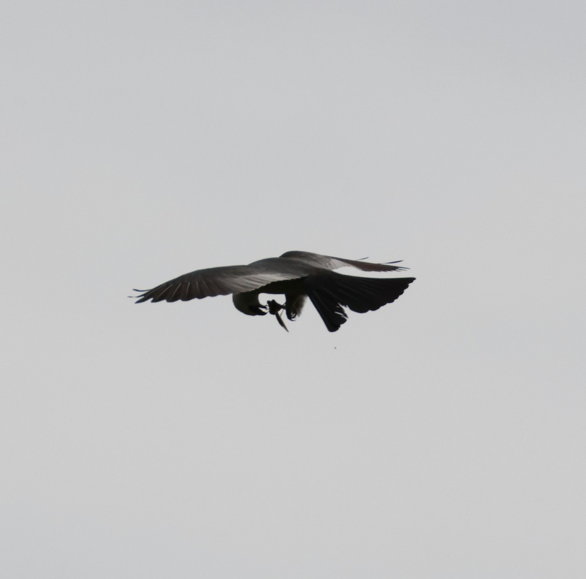 Mississippi Kite - ML638558107