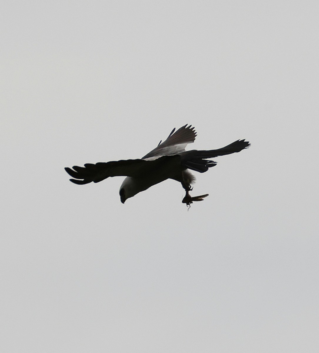 Mississippi Kite - ML638558115