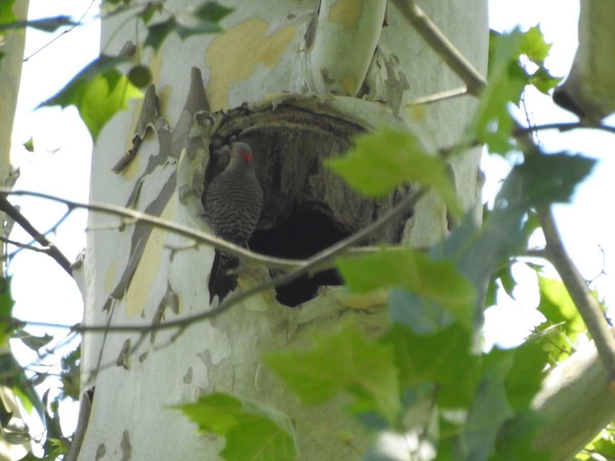 Northern Flicker - ML638558127