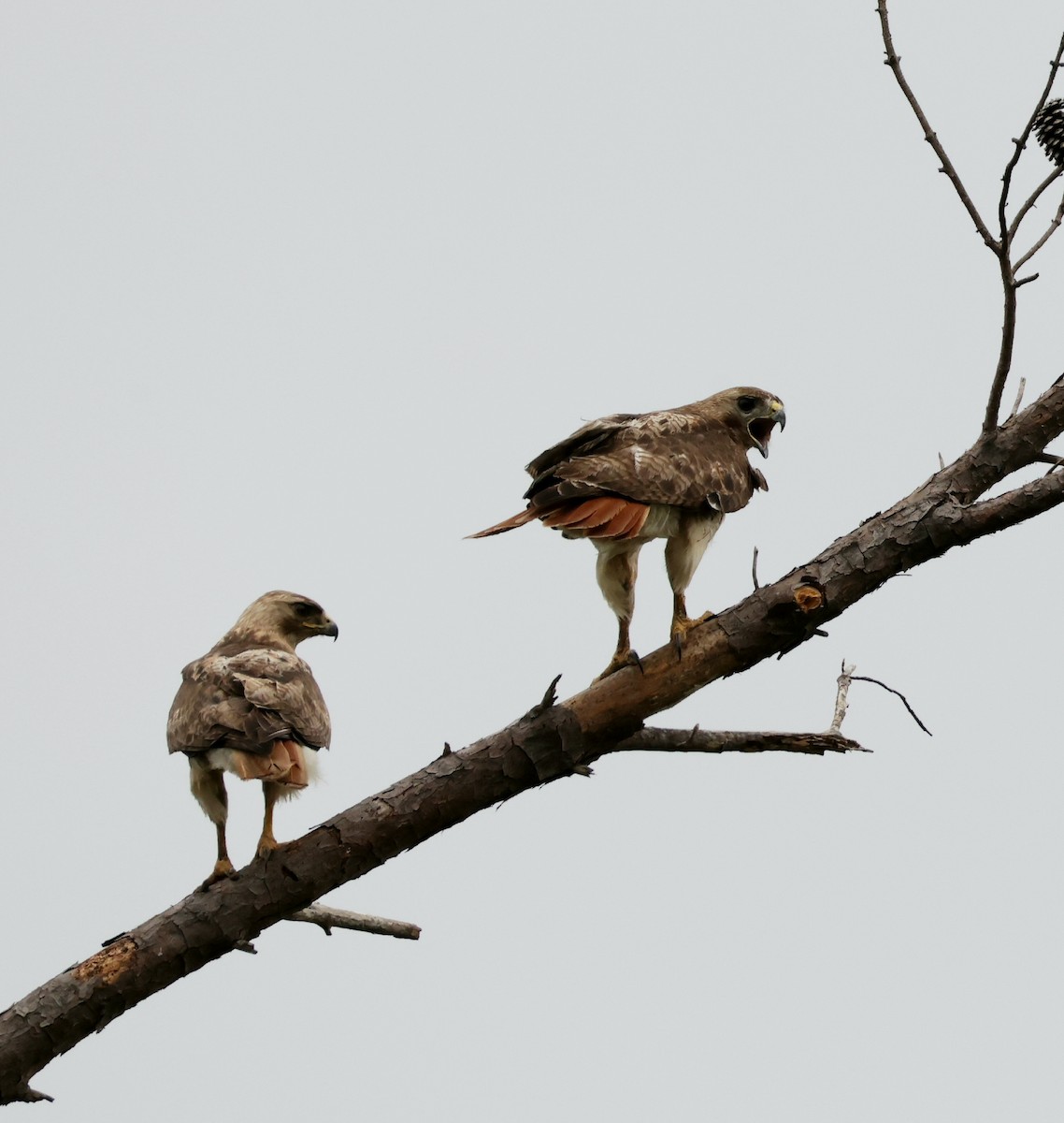 Red-tailed Hawk - ML638558128