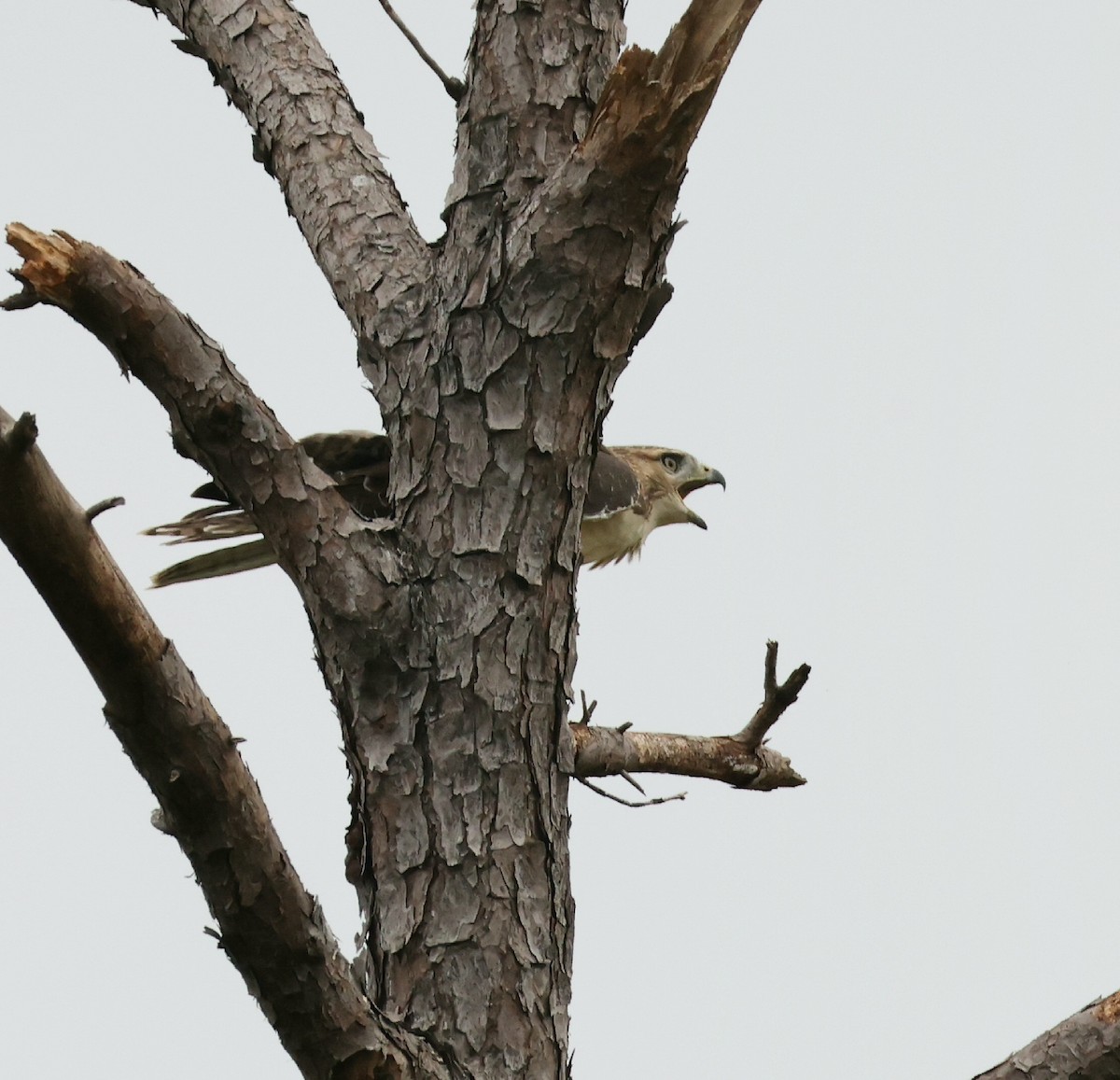 Red-tailed Hawk - ML638558137