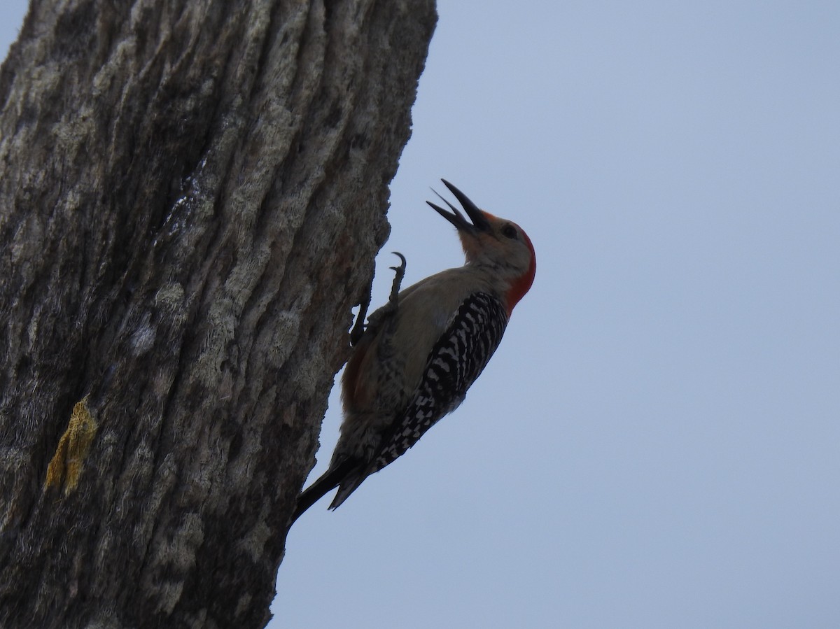 Red-bellied Woodpecker - ML638558140