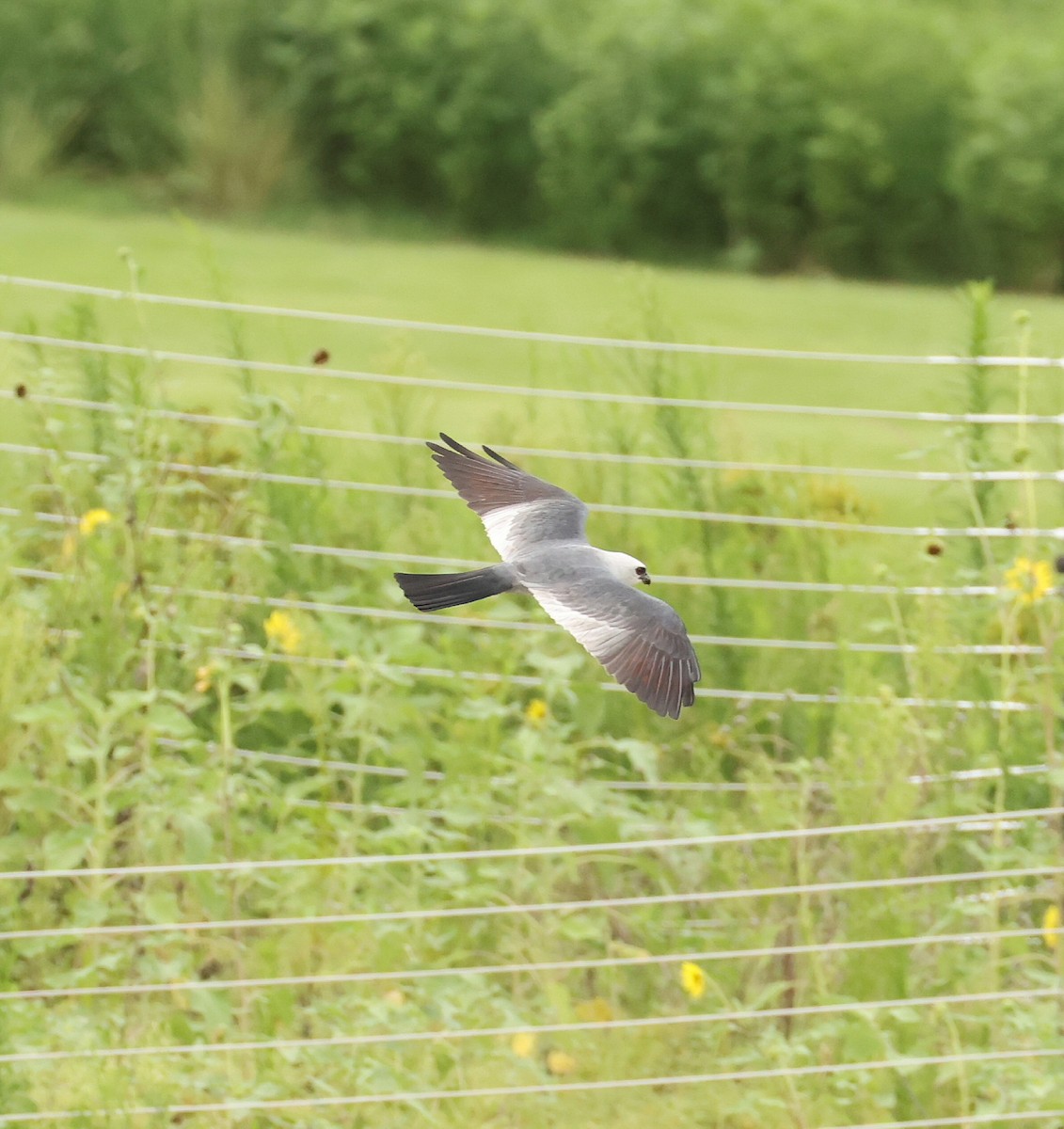 Mississippi Kite - ML638558141
