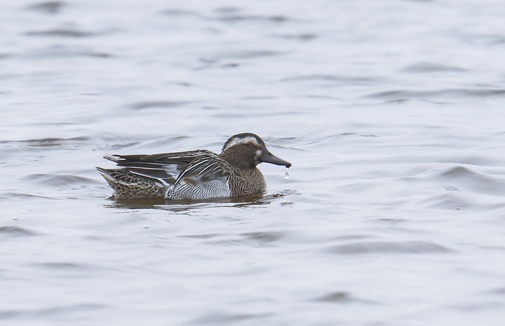 Garganey - ML638558193