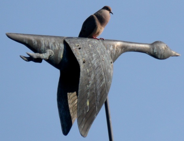 Mourning Dove - ML638558203