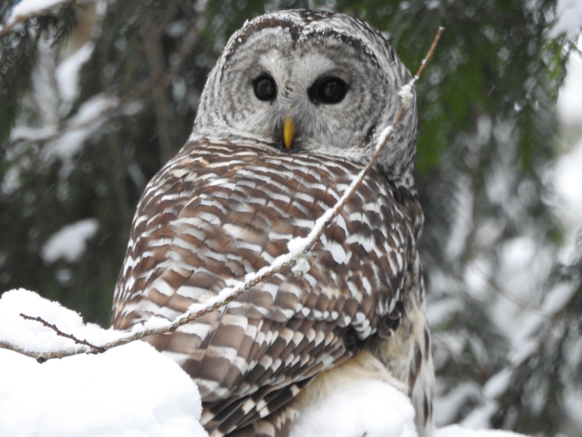 Barred Owl - ML638558205