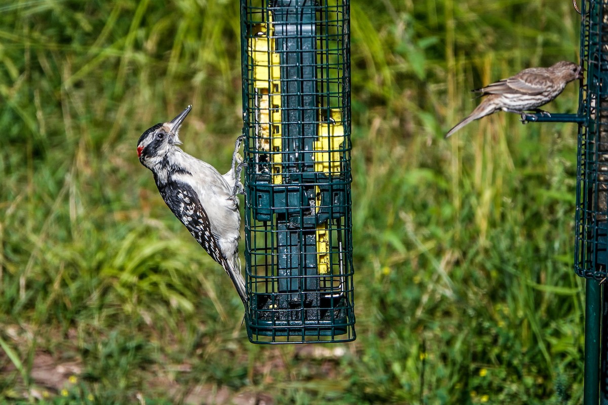 セジロアカゲラ - ML638558206