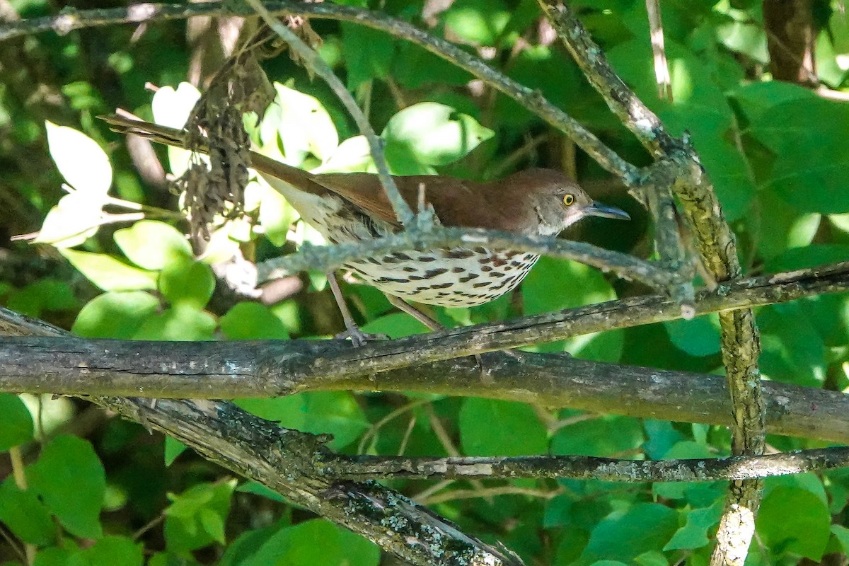 brunspottefugl - ML638558212