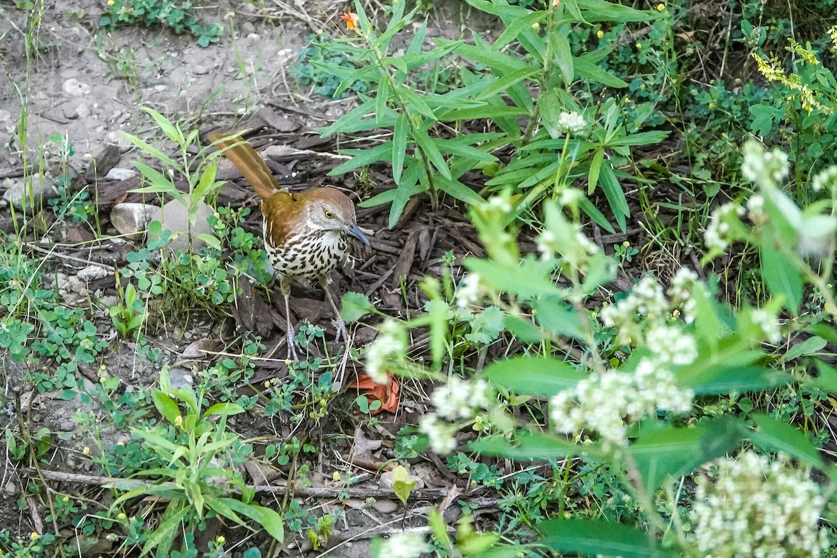 brunspottefugl - ML638558213
