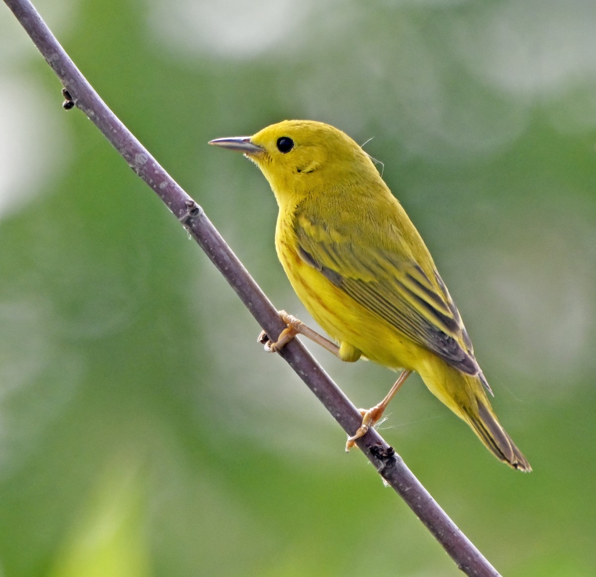Yellow Warbler - ML638558215
