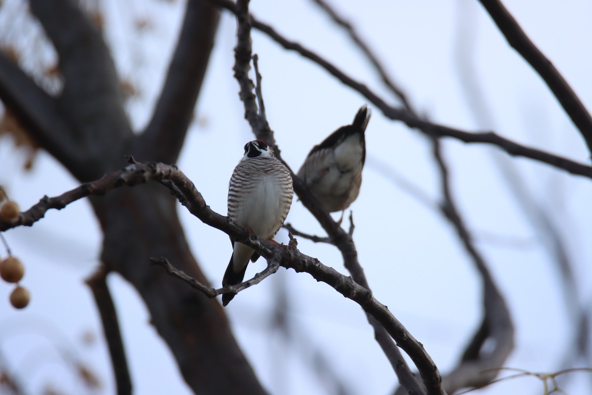 Plum-headed Finch - ML638558216