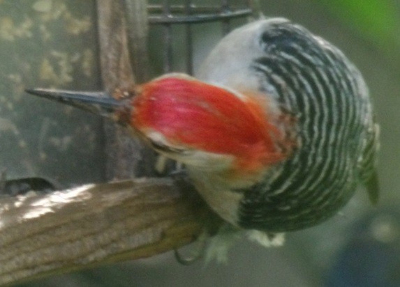 Red-bellied Woodpecker - ML638558226