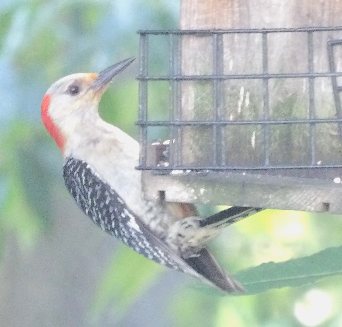 Red-bellied Woodpecker - ML638558227