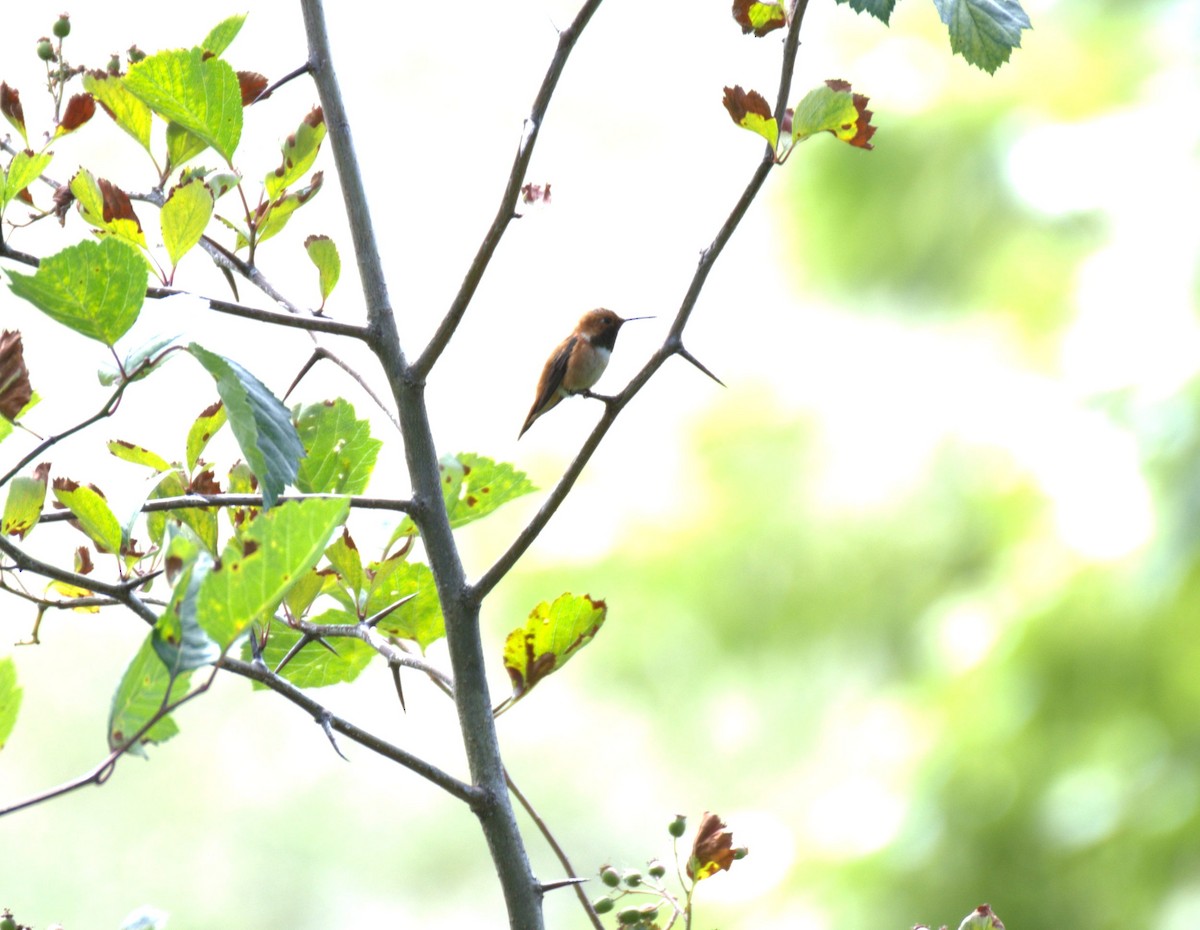 Rufous Hummingbird - ML638558229