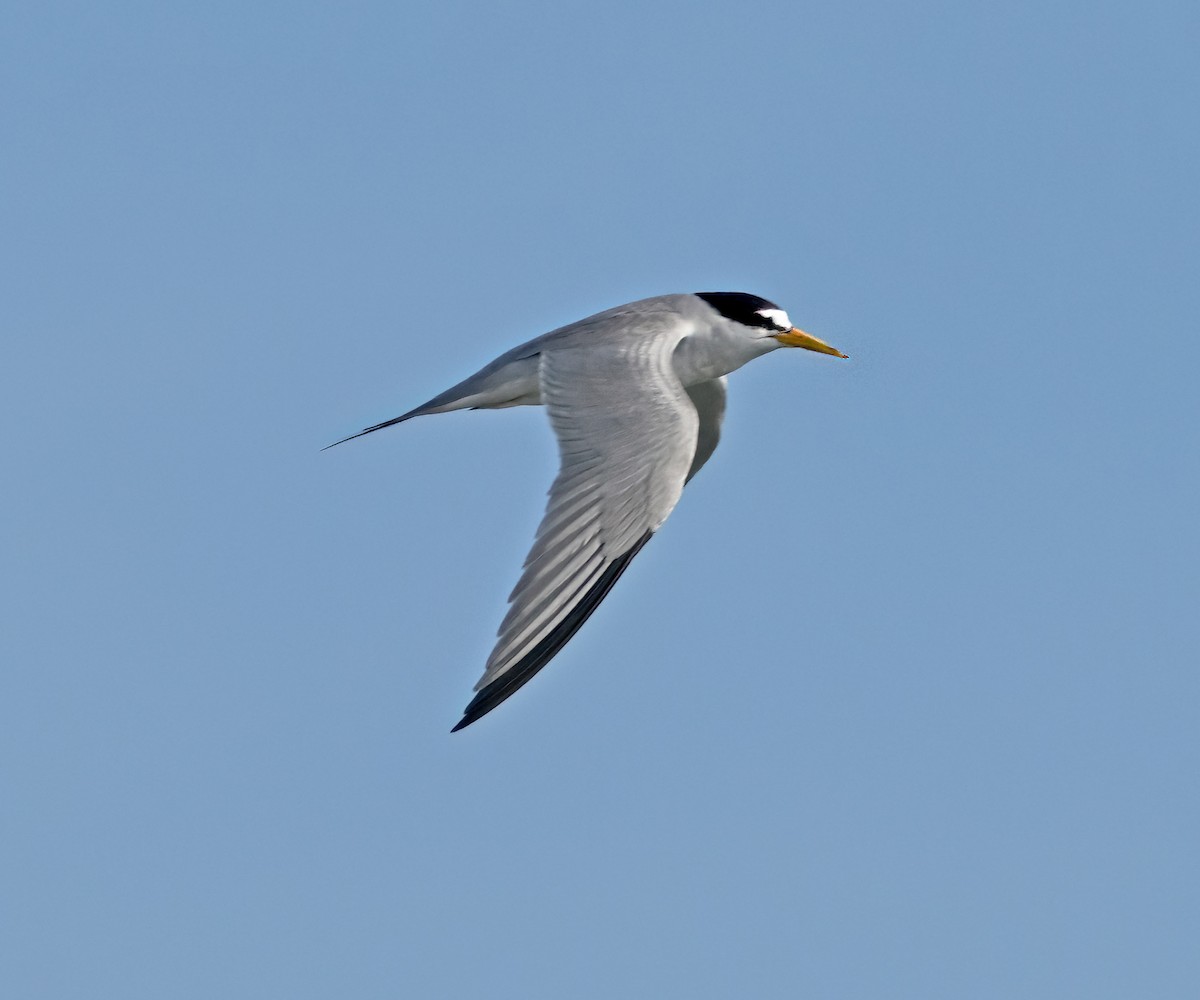 Txenadatxo antillarra - ML638558232