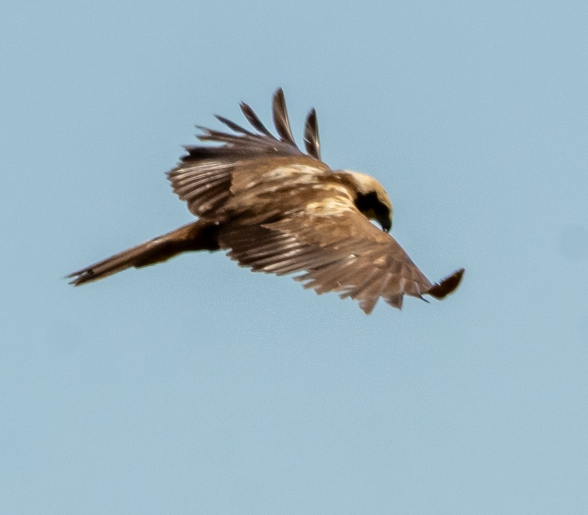 Western Marsh Harrier - ML638558235