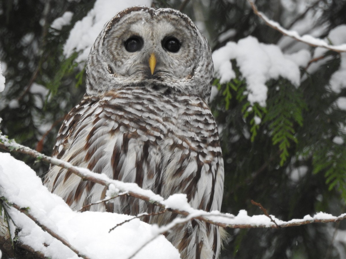Barred Owl - ML638558236