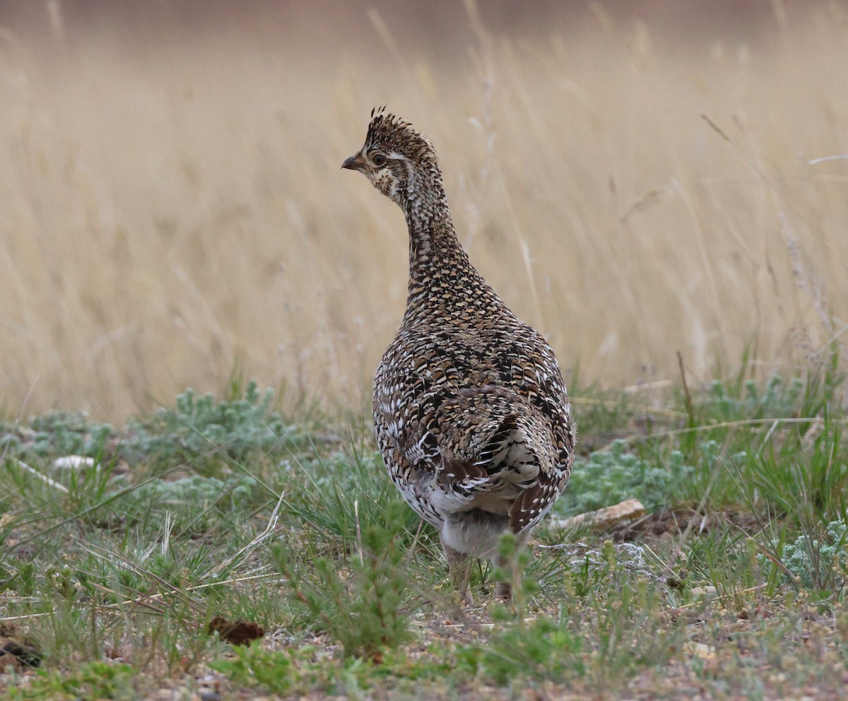 Sharp-tailed Grouse - ML638558241