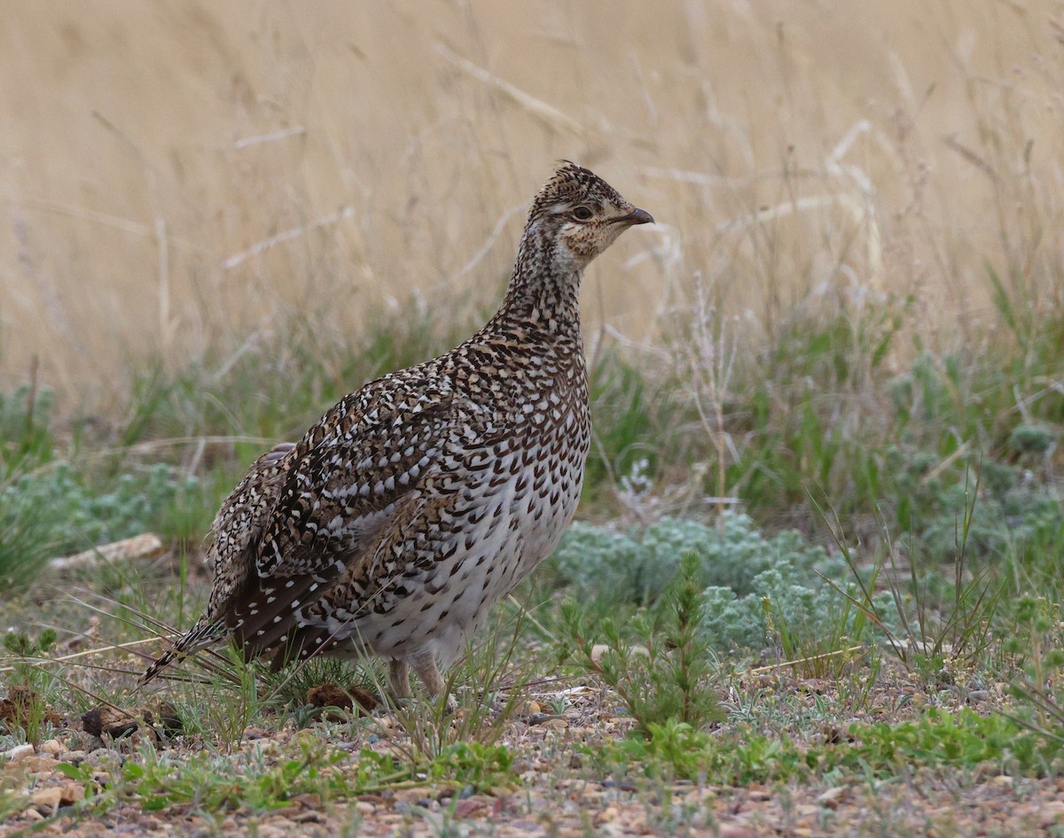 Sharp-tailed Grouse - ML638558242