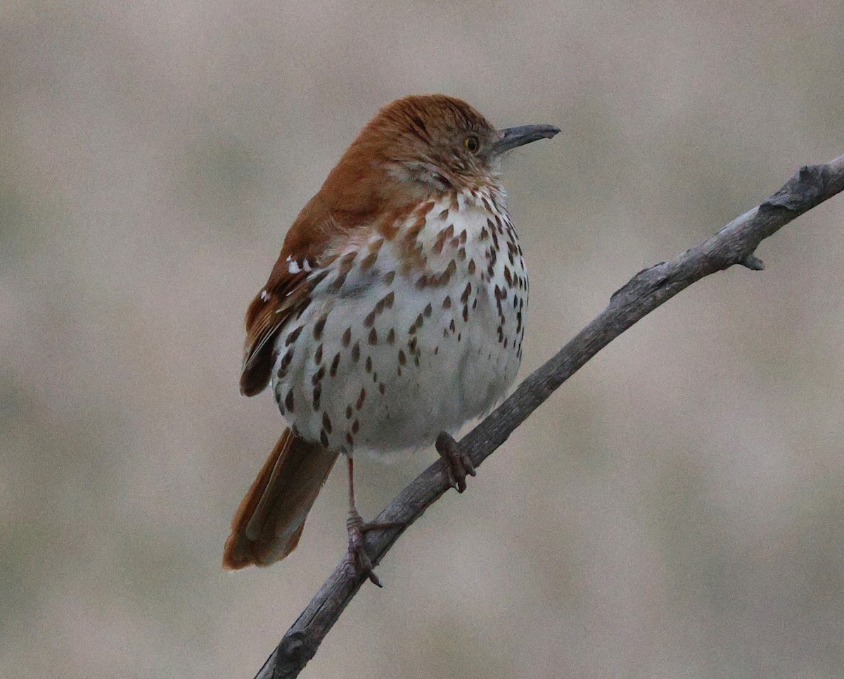 brunspottefugl - ML638558244