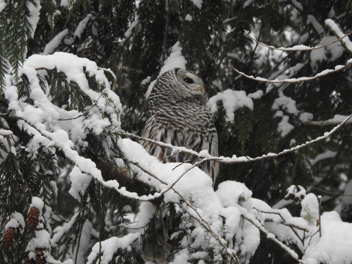 Barred Owl - ML638558247
