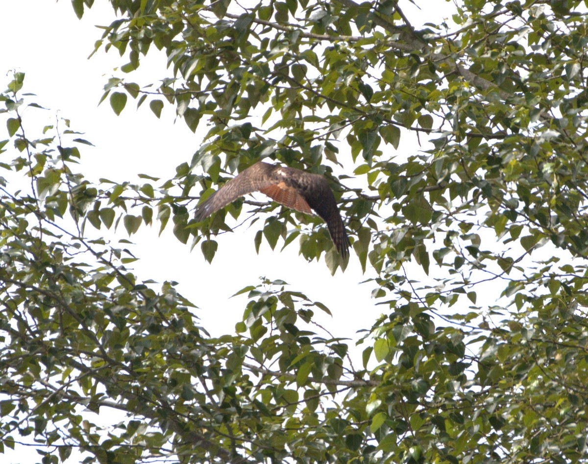 Red-tailed Hawk - ML638558251
