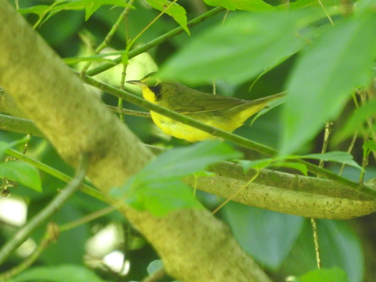 Kentucky Warbler - ML638558267