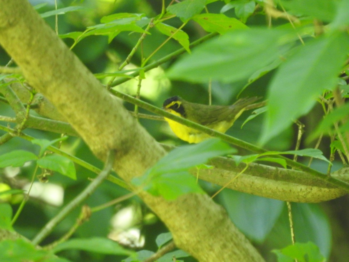 Kentucky Warbler - ML638558269