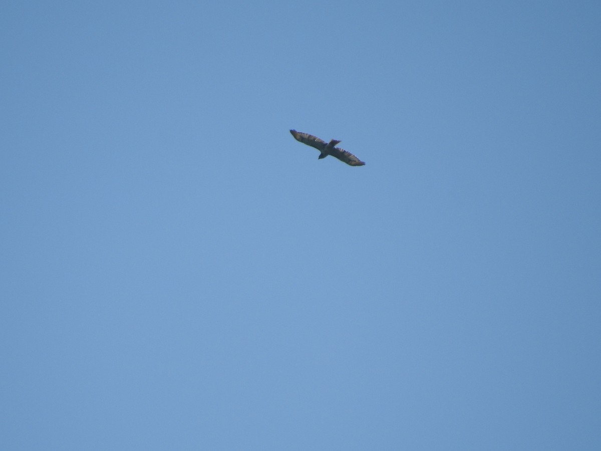 Red-tailed Hawk - ML638558276