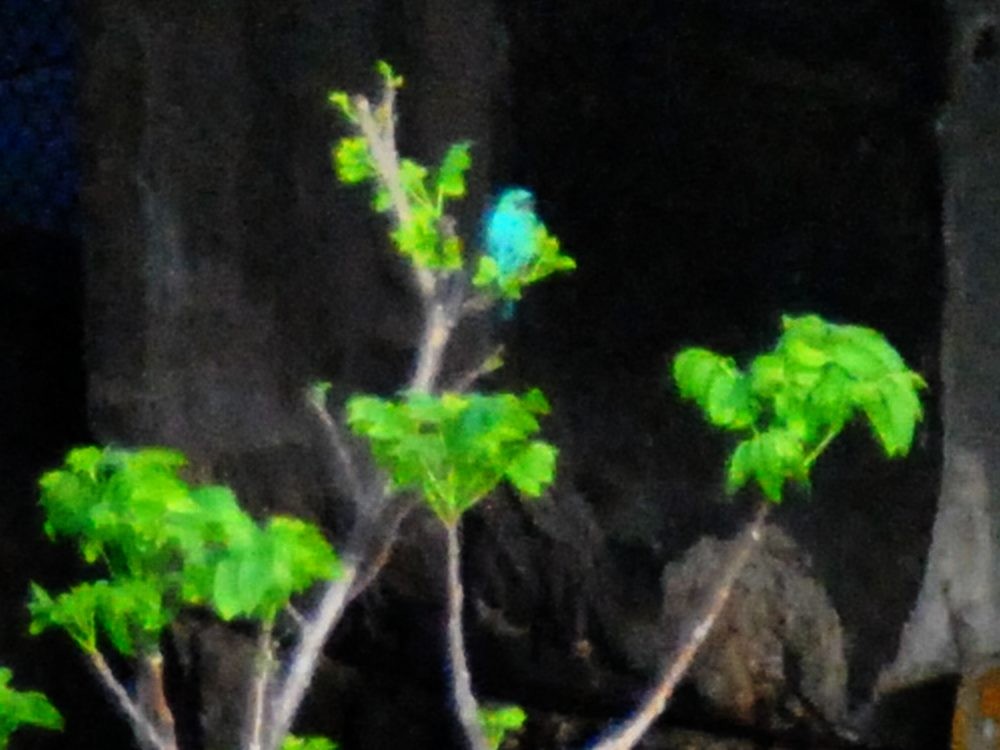Swallow Tanager - ML638558282