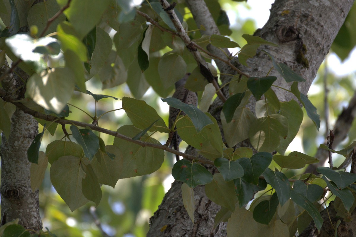 Northern Flicker - ML638558304