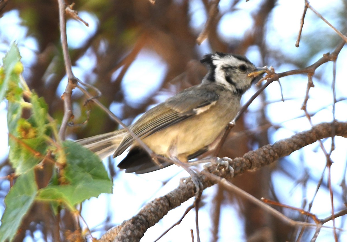 Bridled Titmouse - ML638558305